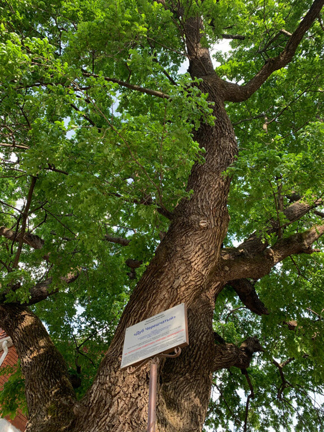 «Дуб черешчатый» — дерево-памятник, посаженный людьми в честь освобождения города от турков в 1839 г. Сегодня дуб является культурно-исторической достопримечательностью и находится под охраной государства.Указанный природный памятник — мощное одиночное дерево с широкими раскидистыми ветвями. Высота дерева — 25 м, диаметр ствола — 1, 3 м, а возраст — 180 лет!